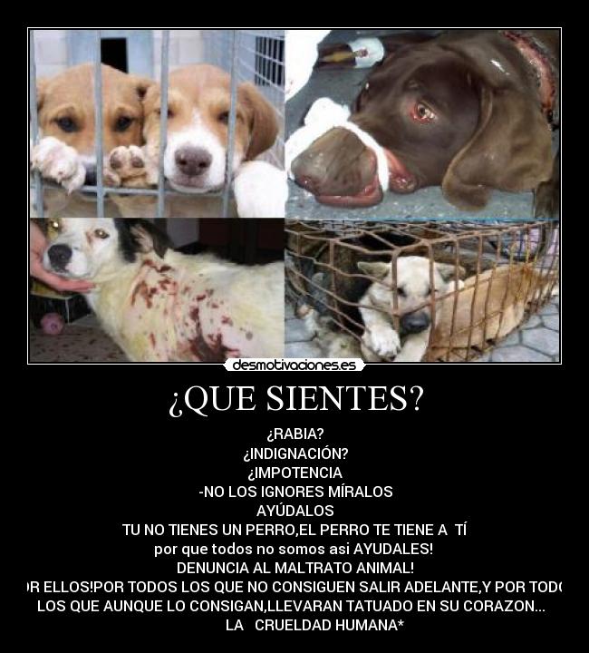 ¿QUE SIENTES? - 