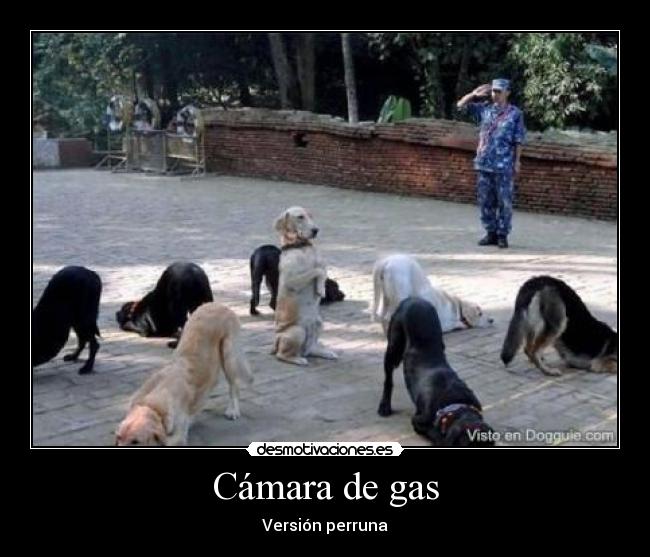 Cámara de gas - 