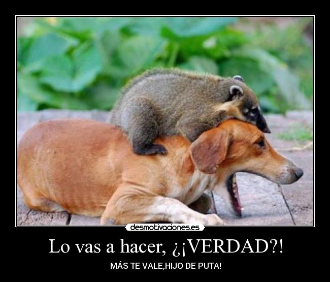 Lo vas a hacer, ¿¡VERDAD?! - MÁS TE VALE,HIJO DE PUTA!
