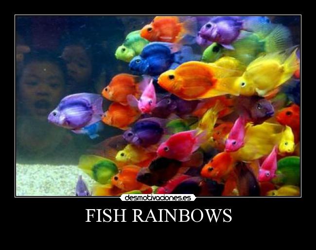 FISH RAINBOWS - 