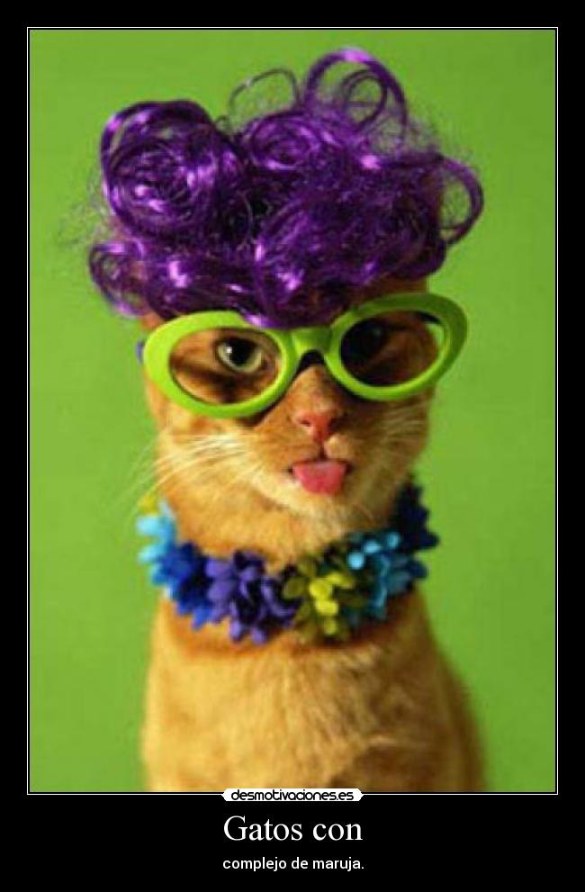 Gatos con - 