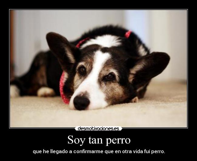 Soy tan perro - que he llegado a confirmarme que en otra vida fuí perro.