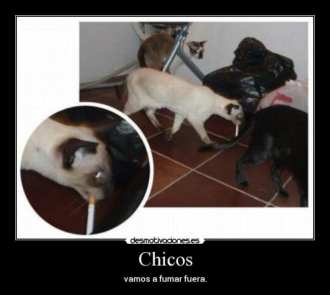 Chicos - 