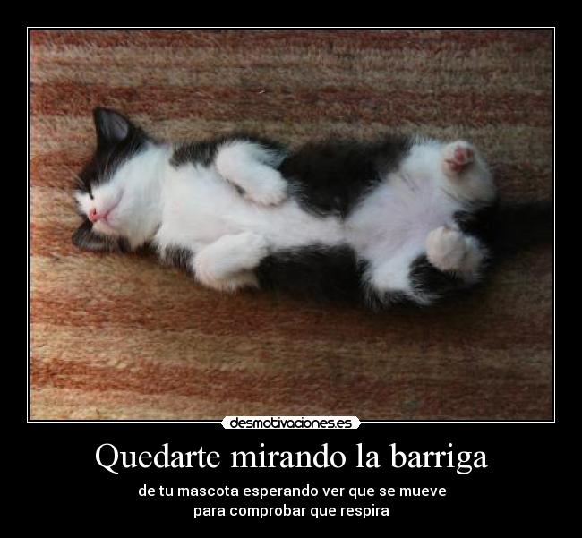 Quedarte mirando la barriga - de tu mascota esperando ver que se mueve
para comprobar que respira