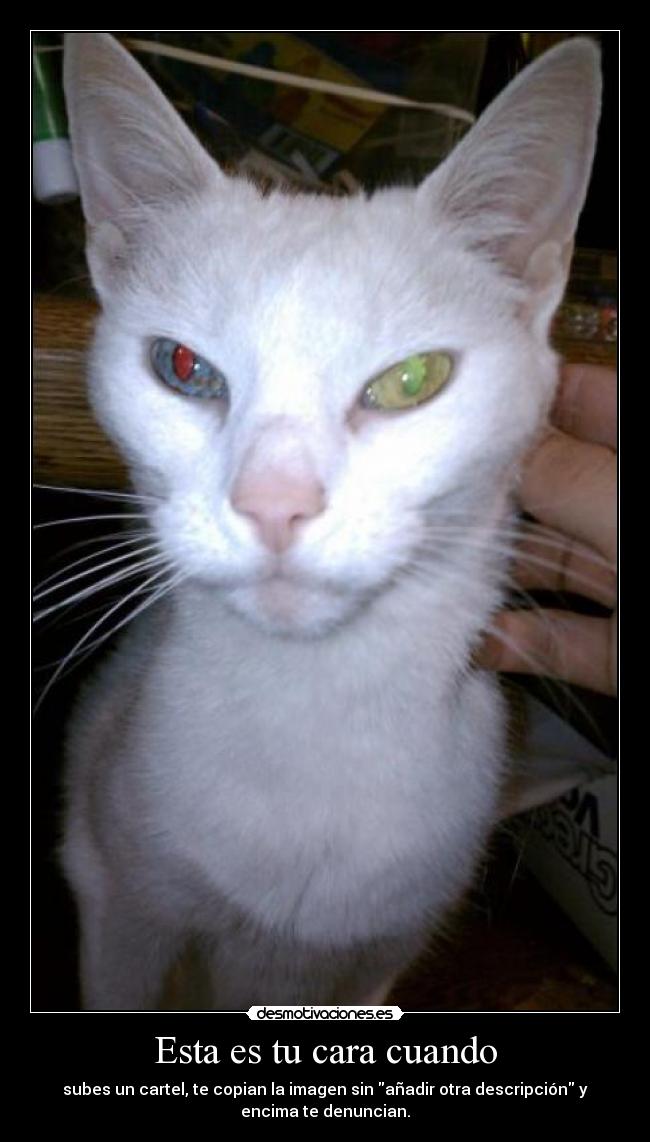 carteles nekohana denuncia cartel copiar anadir descripcion desmotivaciones