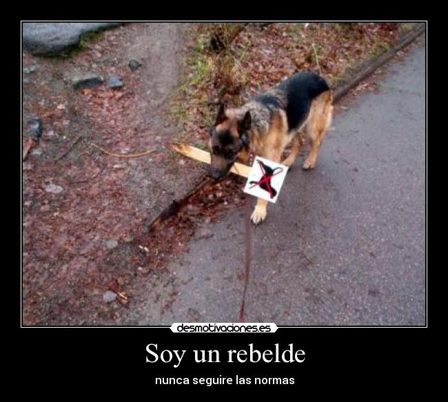 carteles kikinho213 desmotivaciones