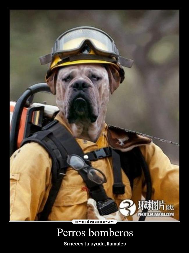 Perros bomberos - 