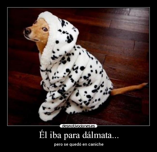 carteles dalmata perro caniche razas raza animal animales disfraz animalito iba ser quedar desmotivaciones