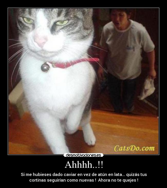 Ahhhh..!! - Si me hubieses dado caviar en vez de atún en lata... quizás tus
cortinas seguirían como nuevas !  Ahora no te quejes !