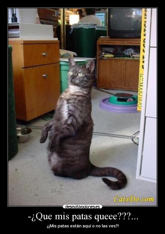 -¿Que mis patas queee???... - 
