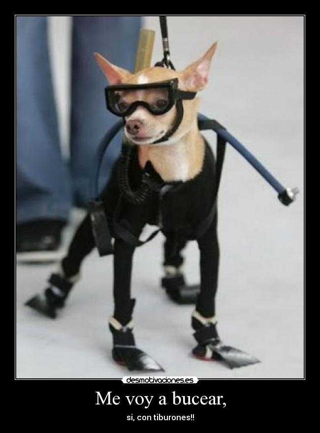 Me voy a bucear, -