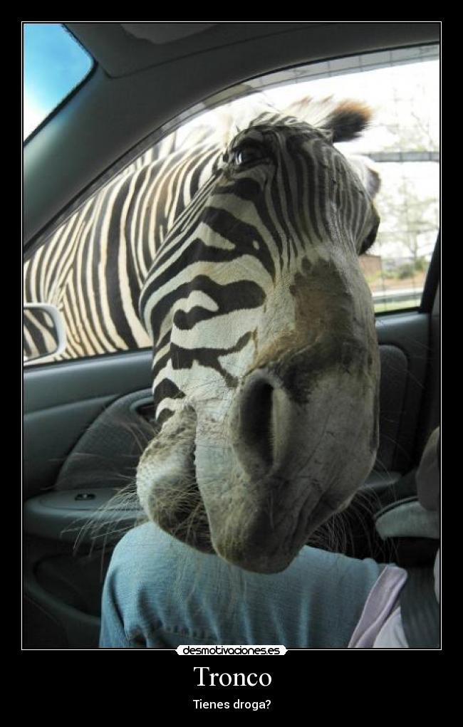 Tronco - Tienes droga?