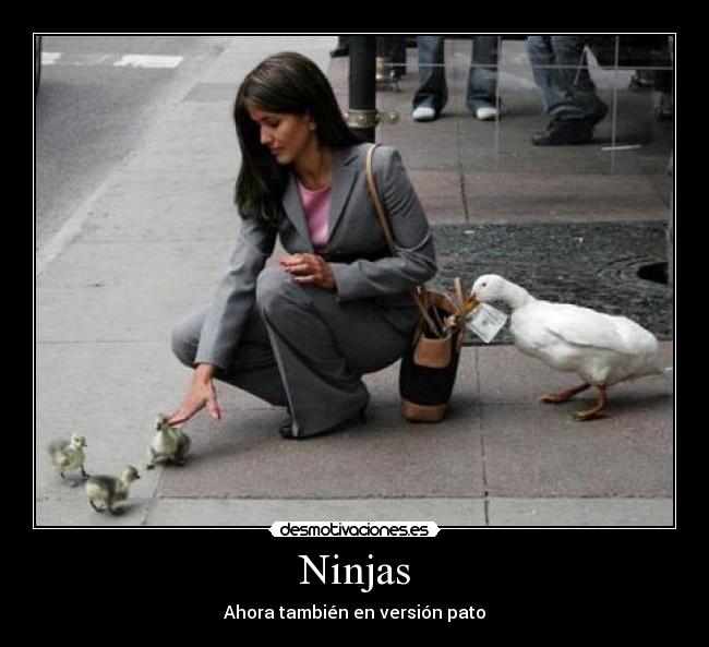 Ninjas -