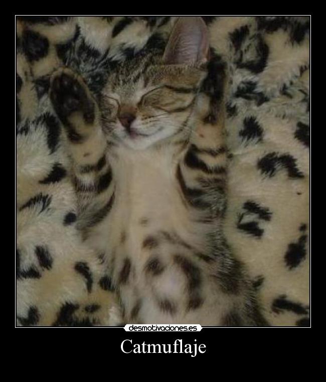 Catmuflaje - 