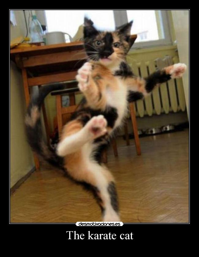 The karate cat - 