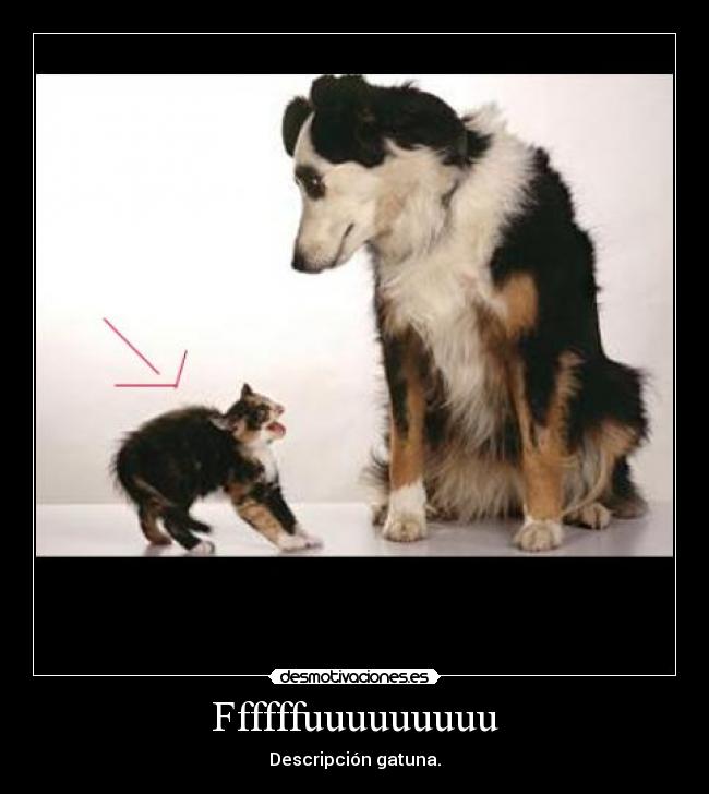 carteles gato desmotivaciones