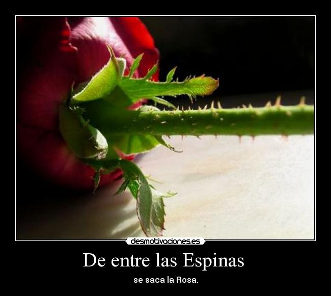 De entre las Espinas - se saca la Rosa.
