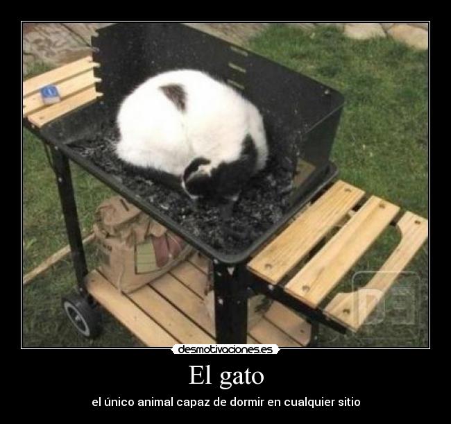 El gato - 