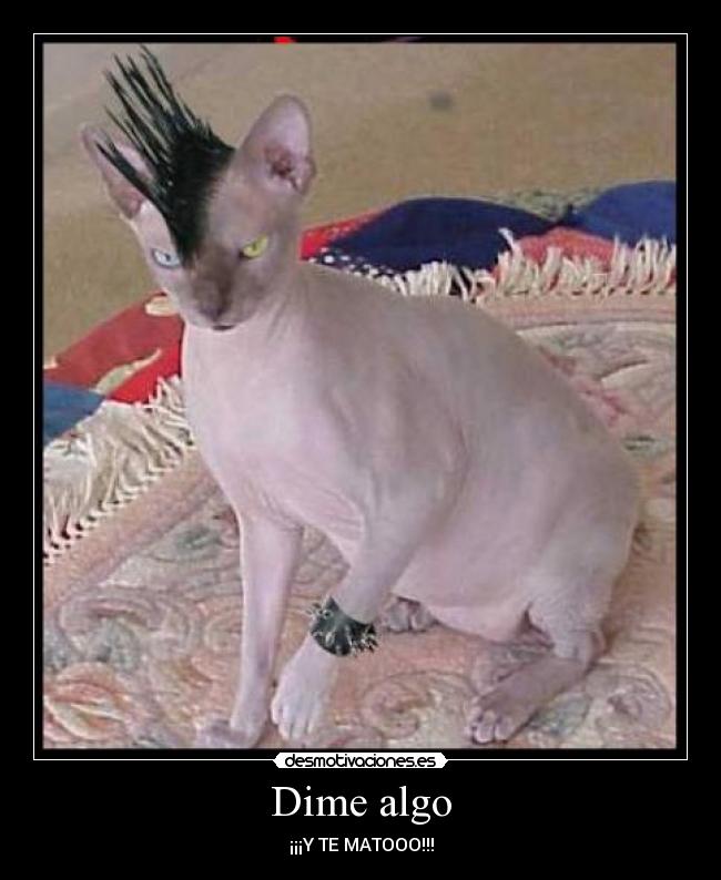 Dime algo - ¡¡¡Y TE MATOOO!!!