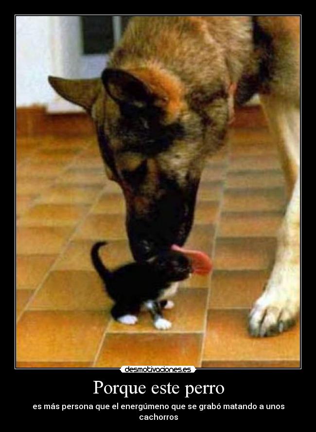 Porque este perro - es más persona que el energúmeno que se grabó matando a unos cachorros
