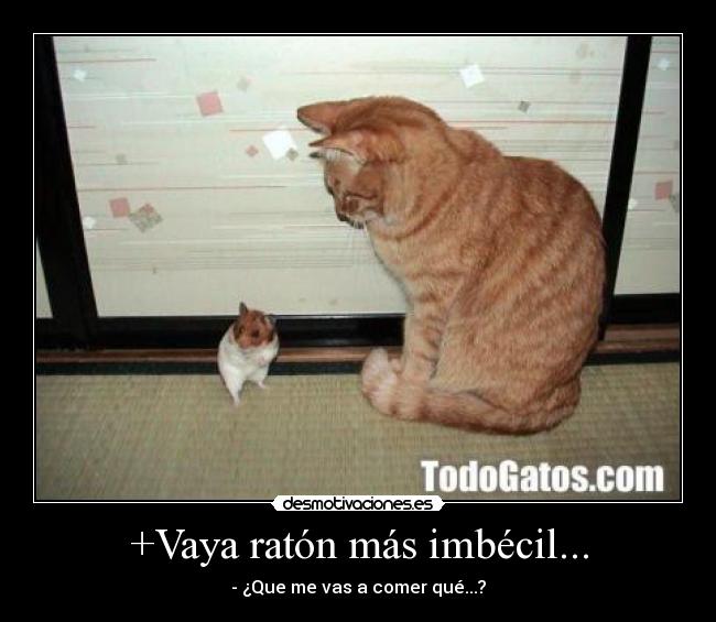 +Vaya ratón más imbécil... -