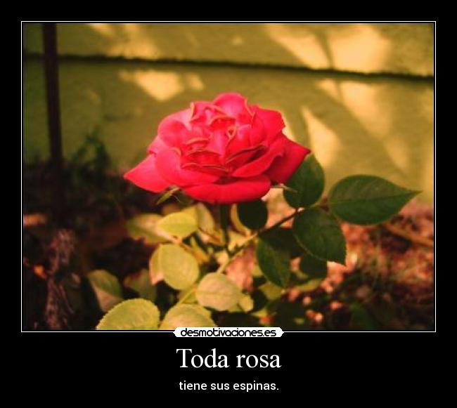 Toda rosa - 