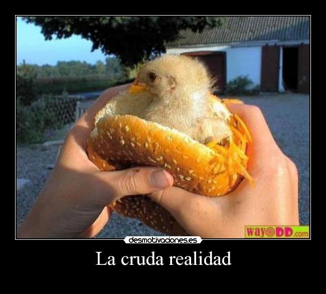 La cruda realidad - 