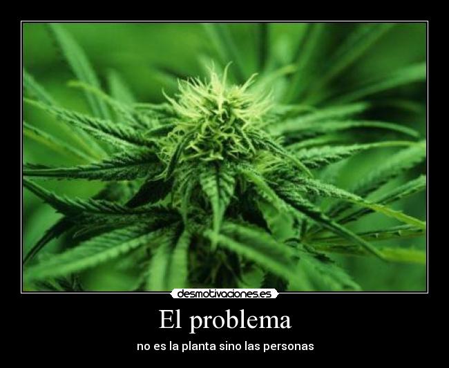 carteles ganja desmotivaciones