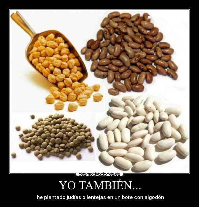 YO TAMBIÉN... - he plantado judías o lentejas en un bote con algodón