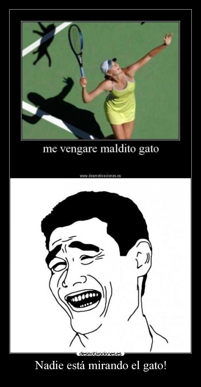 Nadie está mirando el gato! -