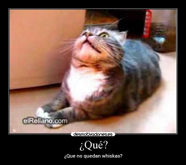 ¿Qué? - ¿Que no quedan whiskas?