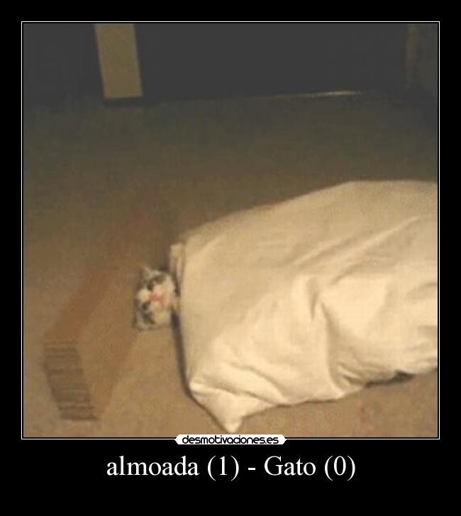 almoada (1) - Gato (0) - 