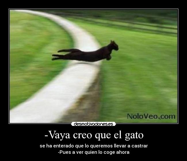 -Vaya creo que el gato -