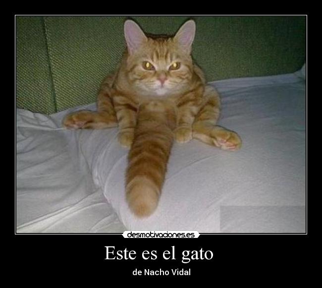 Este es el gato - de Nacho Vidal