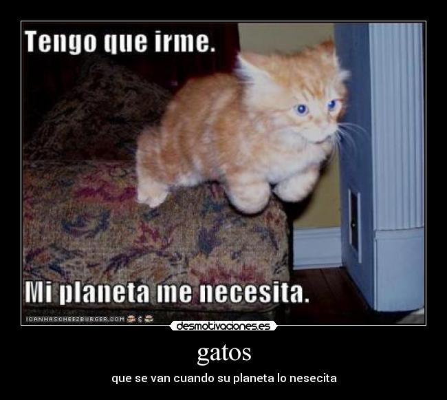 gatos - 