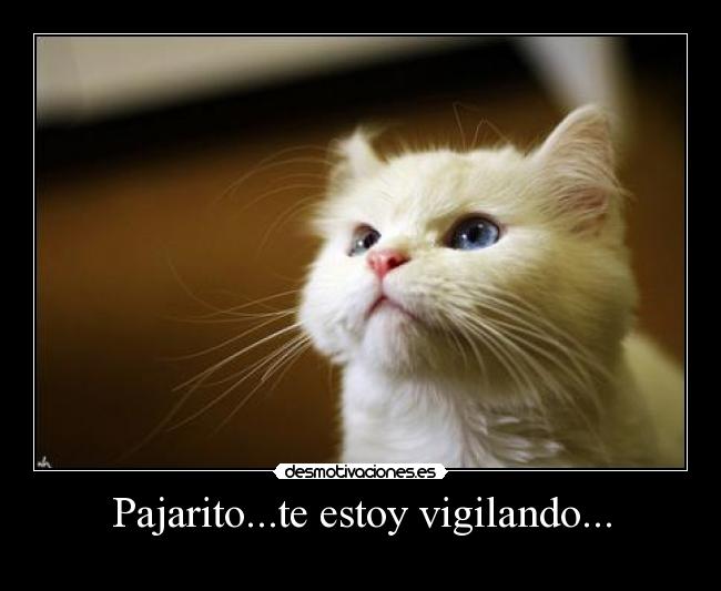 carteles pajaros ratones desmotivaciones