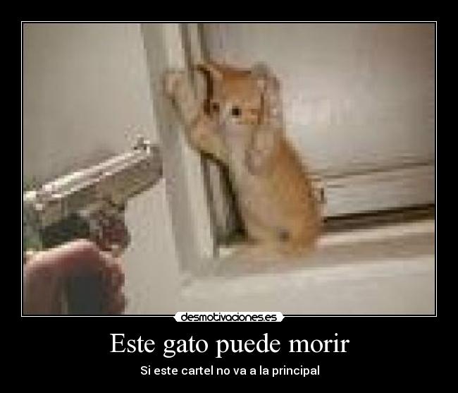 Este gato puede morir - Si este cartel no va a la principal