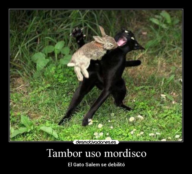Tambor uso mordisco -