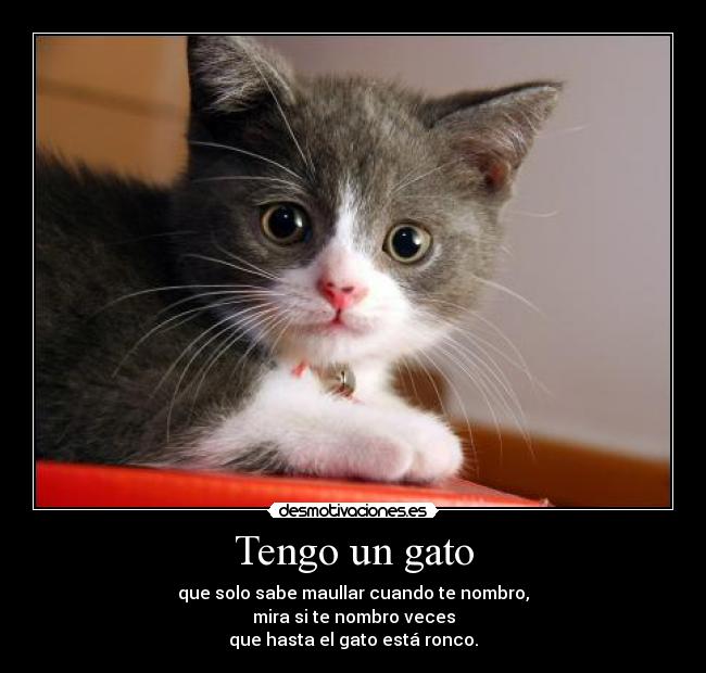 Tengo un gato -