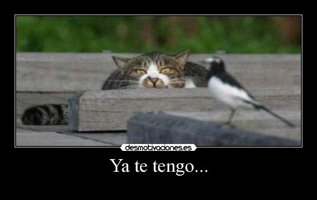 Ya te tengo... -