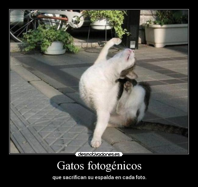 Gatos fotogénicos -