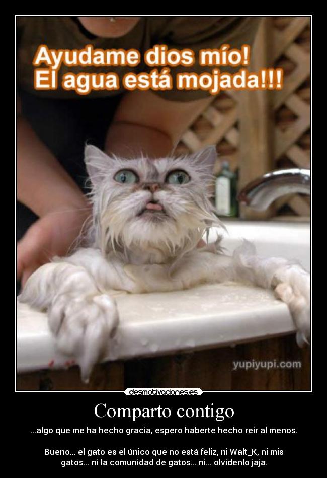 carteles gatito mojado gracioso risas comparto contigo walt_k desmotivaciones