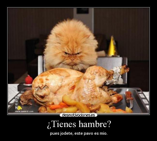 carteles gato desmotivaciones