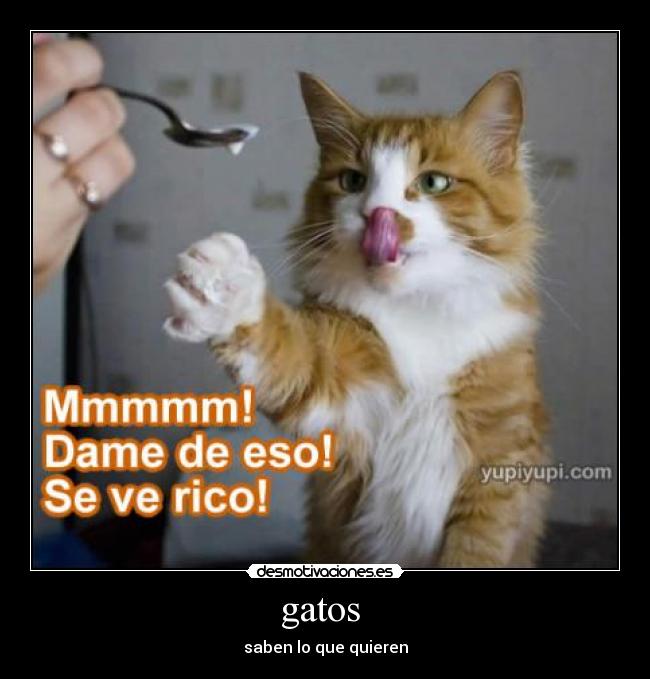 gatos  - saben lo que quieren