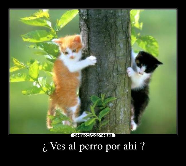 carteles gatitos carteles chistes tierno perro arbol desmotivaciones