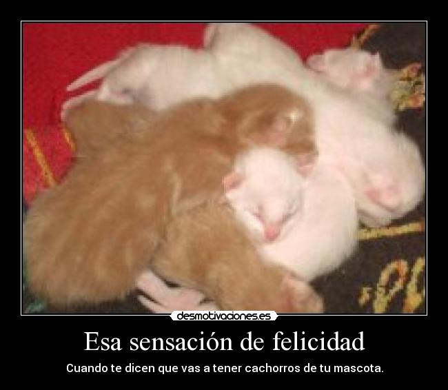 carteles felicidad gatitos recien nacidos desmotivaciones