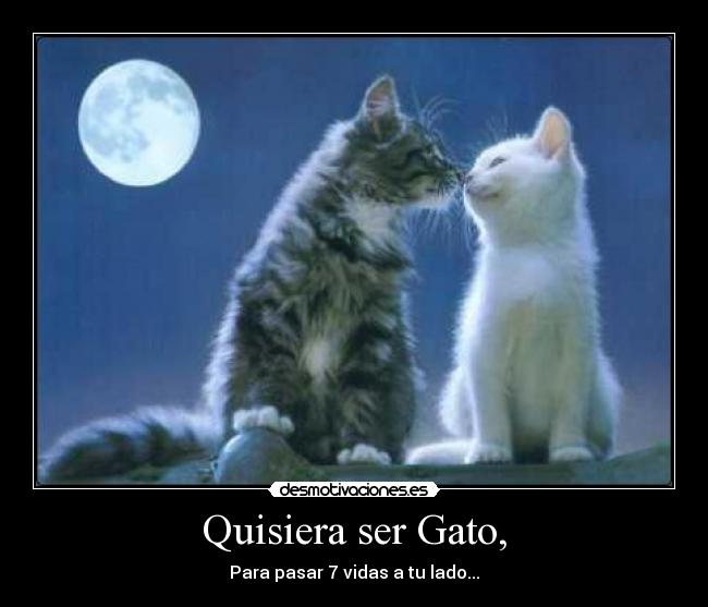 Quisiera ser Gato, -
