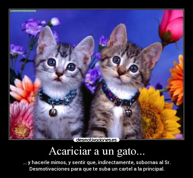 carteles gatitos monos soborno principal sr desmotivaciones desmotivaciones