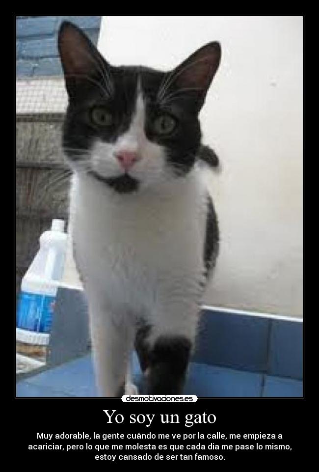 carteles gatitu desmotivaciones