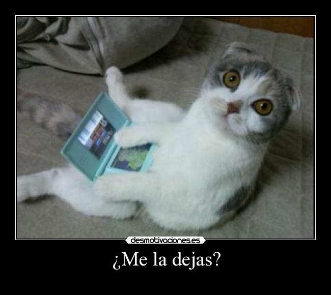 carteles gato desmotivaciones